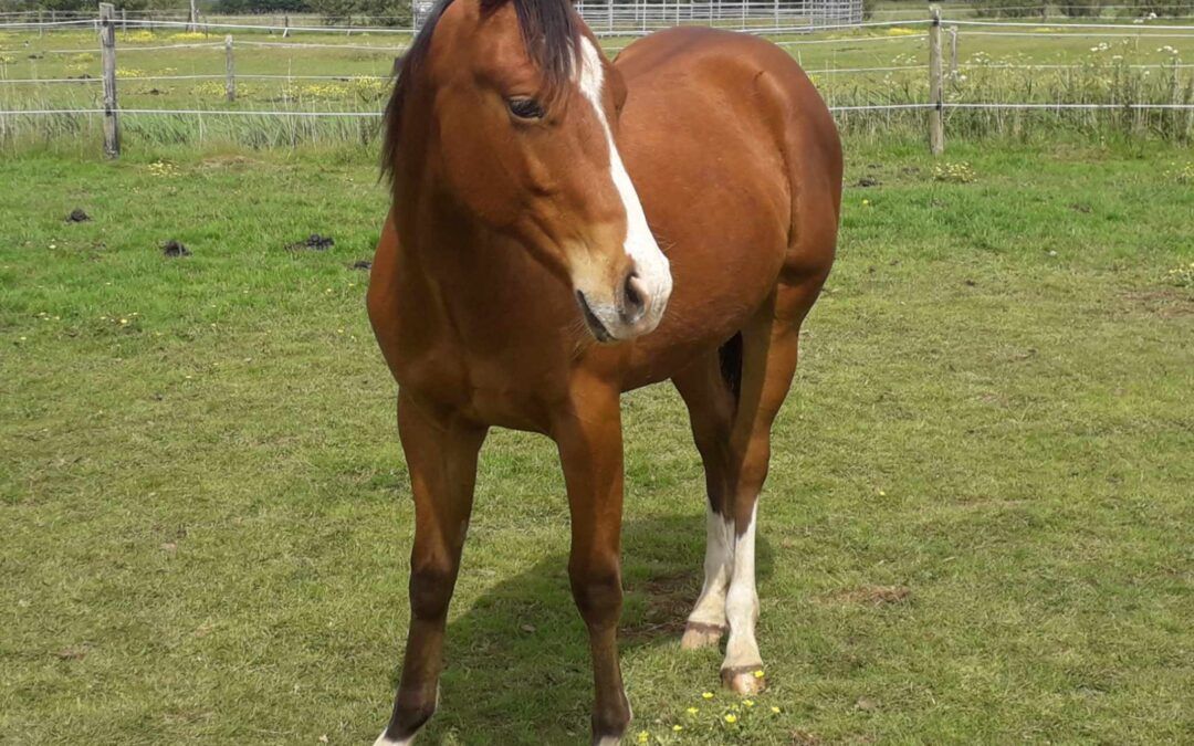 quarterhorse
